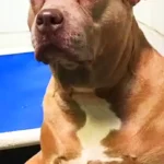 A Shelter Dog’s Tears Led to a Beautiful New Life: Rosie the Pit Bull’s Journey