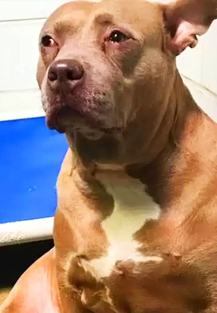 You are currently viewing A Shelter Dog’s Tears Led to a Beautiful New Life: Rosie the Pit Bull’s Journey