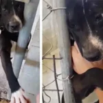 The Shelter Dog Speck Who Reached Out for Love and Finally Found It