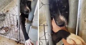 Read more about the article The Shelter Dog Speck Who Reached Out for Love and Finally Found It