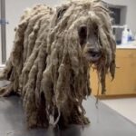 Sonador Lived Locked in a Tiny Shed for Years… Then Freedom Made Him Cry