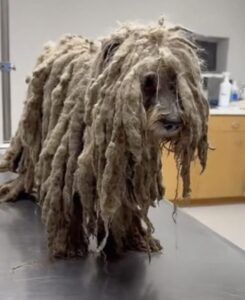 Read more about the article Sonador Lived Locked in a Tiny Shed for Years… Then Freedom Made Him Cry