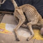 They Said He Wouldn’t Survive… But King Had Other Plans