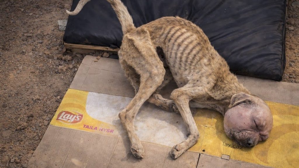 You are currently viewing They Said He Wouldn’t Survive… But King Had Other Plans