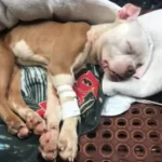 Left in a Dumpster on Christmas, miracle Fought to Live and Found the One Man Who Saved Her