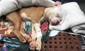Read more about the article Left in a Dumpster on Christmas, miracle Fought to Live and Found the One Man Who Saved Her
