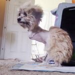 Noel’s Story: No One Wanted Her After the Surgery, But Her Life Was Not Over