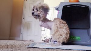 Read more about the article Noel’s Story: No One Wanted Her After the Surgery, But Her Life Was Not Over